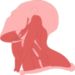 Musculature - Neck