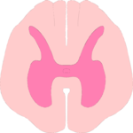 Spinal Cord Cross Section 1