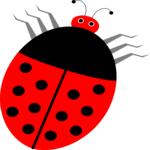 Ladybug 14