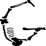 Skeleton G