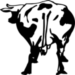 Cow 16