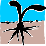 Roots & Sprout