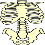 Torso 3