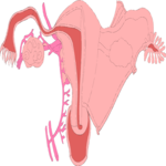 Reproductive - Female 2