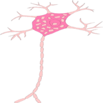 Nerve Cell