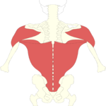 Musculature - Back 2
