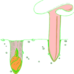 Planting Seeds 5