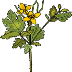 Flower 308