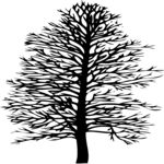 Tree 015