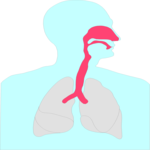 Respiratory System 1
