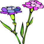 Carnation 6