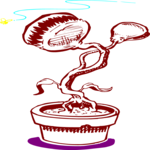 Venus's-Flytrap 2