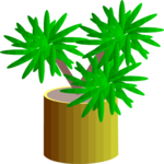 Plant in Pot 3