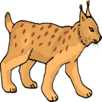 Bobcat 4
