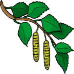 Plant 132