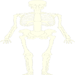Skeleton 07