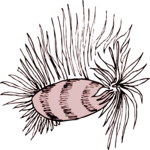 Nudibranch 2