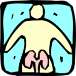 Kidneys