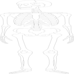 Skeleton 03