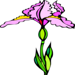 Iris 3