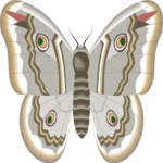 Moth 30