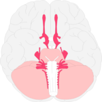 Brain - Inferior View 1