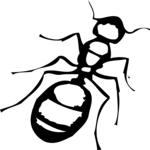 Ant 01