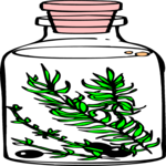 Plant in Jar