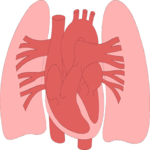 Heart & Lungs 1