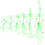 Seedling Growing