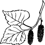 Leaves 20