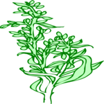 Plant 066