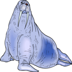 Walrus 12