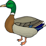 Duck - Mallard 1