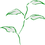 Leaves 57