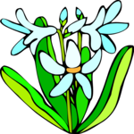 Hyacinth