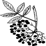 Leaf 038