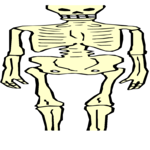 Skeleton 12