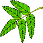 Leaves 70
