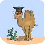 Graduate - Camel