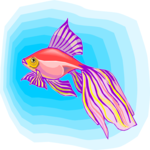 Goldfish 04