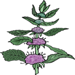 Flower 311