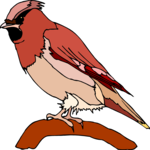 Cardinal 8
