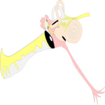 Ear - Inner
