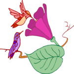 Hummingbirds 1