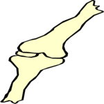 Knee