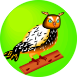 Owl 17