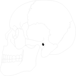 Skull - Lateral View