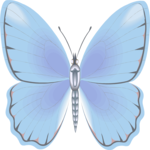 Butterfly 105