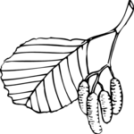 Leaves 10